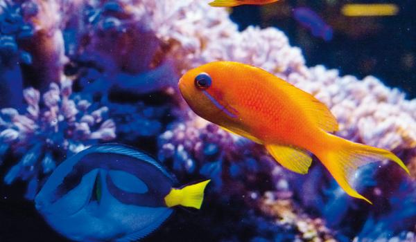 Die tropische Unterwasserwelt im biologischen  Gleichgewicht © Vewatech