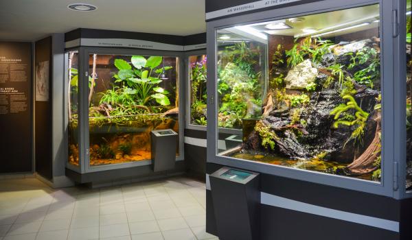 Terrarien Austellung Anlagenbau/ Aquarium-Zoologische-Forschungsmuseum-Alexander-König © Vewatech