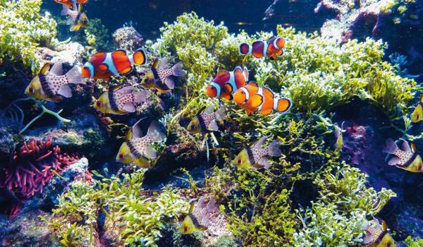 Mit Liebe zum Detail werden tropische Unterwasserwelten der Natur nachempfunden © Vewatech