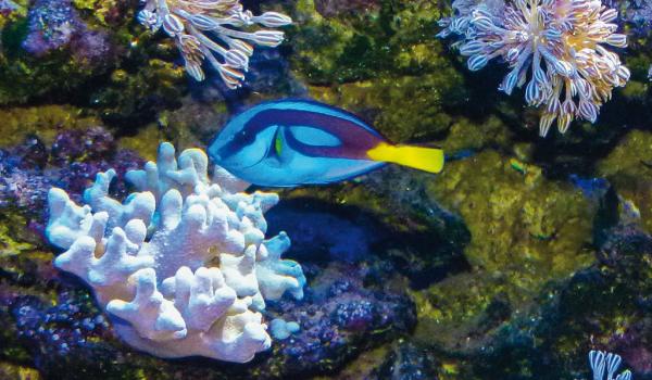 Mit Liebe zum Detail werden tropische Unterwasserwelten der Natur nachempfunden © Vewatech