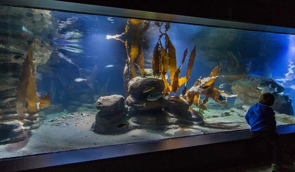 Optischer Eindruck der Aquarien nach Fertigstellung aller Baumaßnahmen © Vewatech