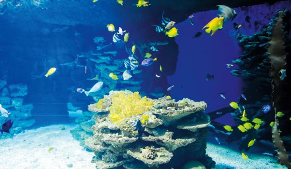 Der Besucher erhält durch die großen Glasfronten und die aufwendige Dekoration des Aquariums einen faszinierenden Einblick in die exotische Fauna und Flora © Vewatech