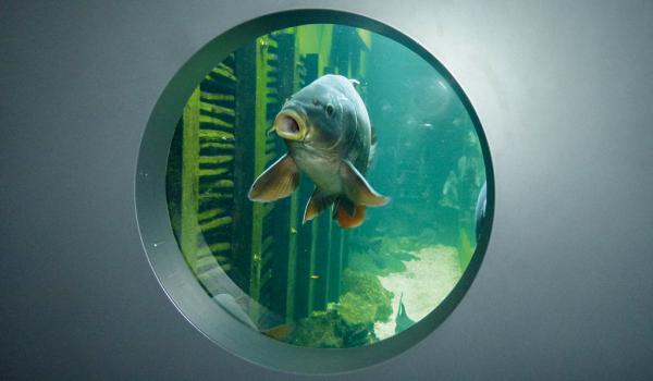 Seitlicher Einblick in das Aquarium © Vewatech